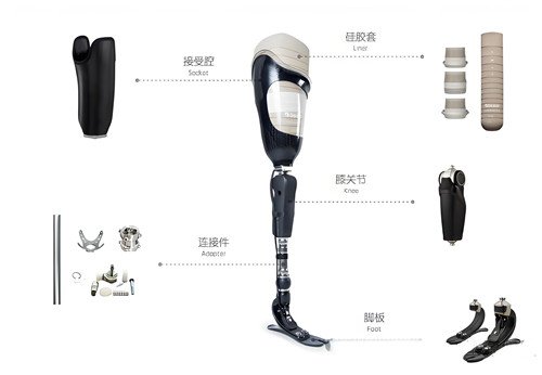 下肢假肢结构图解