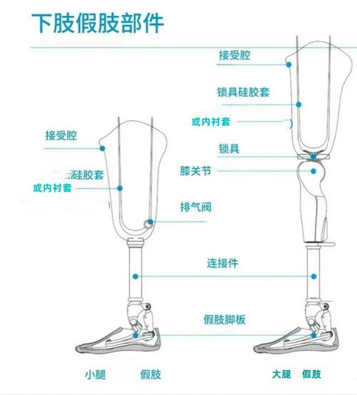 下肢假肢结构图解介绍